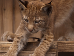 Kleiner Luchs